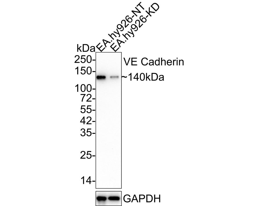 VE-Cadherin Antibody (PSH03-15)
