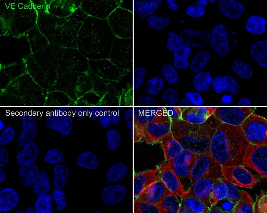 VE-Cadherin Antibody (PSH03-15)