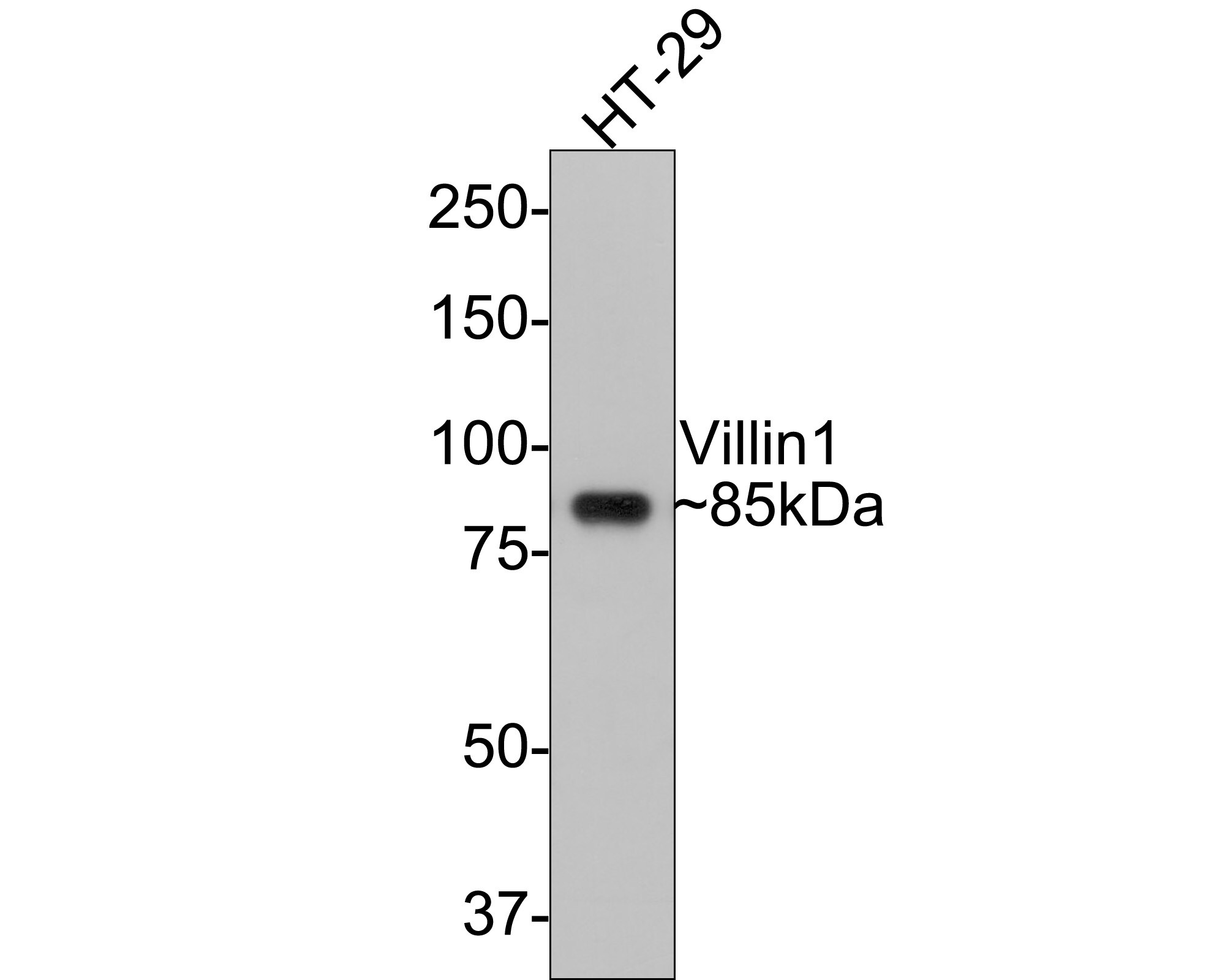 Villin 1 Antibody (C4) Western Blot: Villin 1 Antibody (C4) [NBP3-33090]