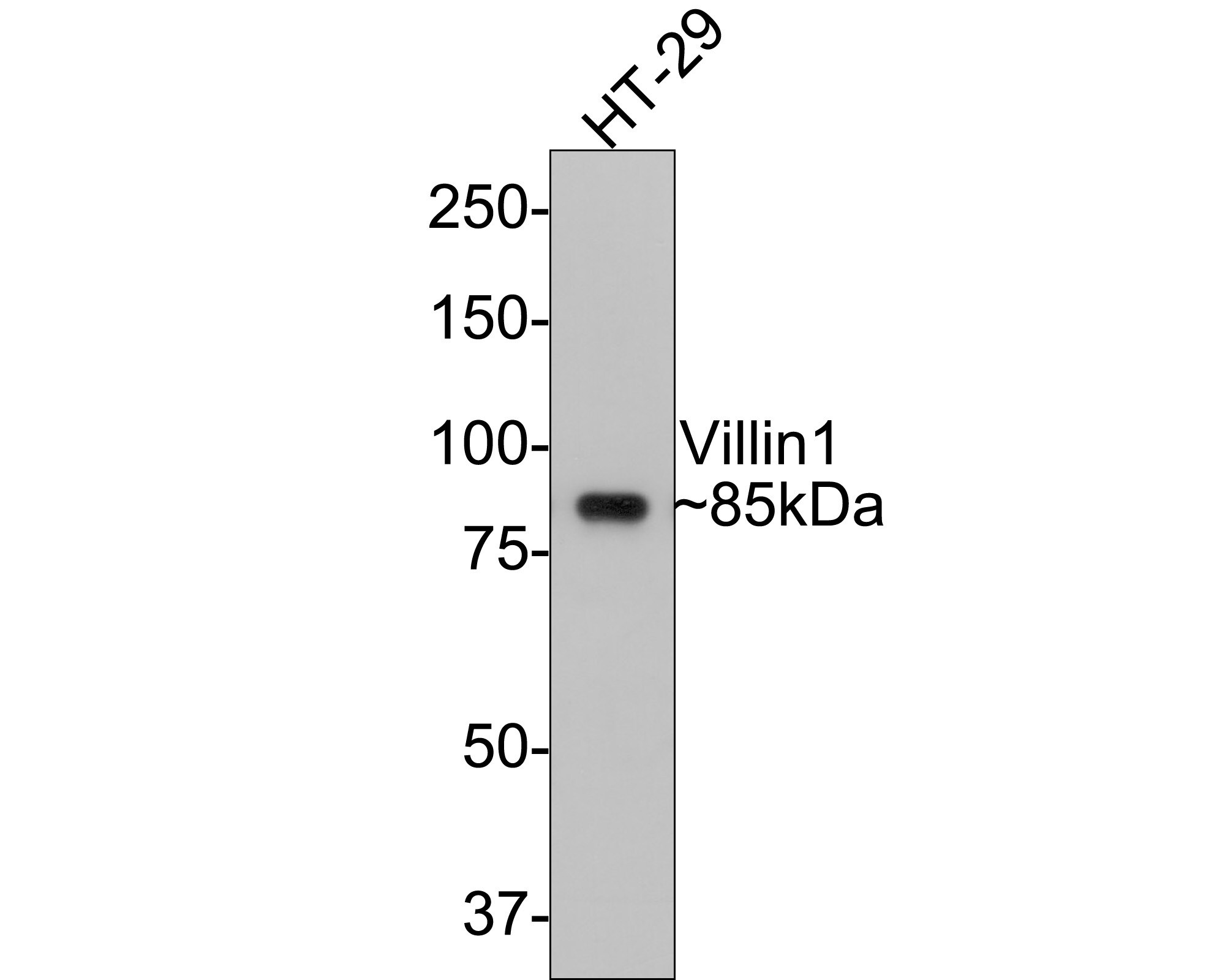 Villin 1 Antibody (A2) Western Blot: Villin 1 Antibody (A2) [NBP3-33091]