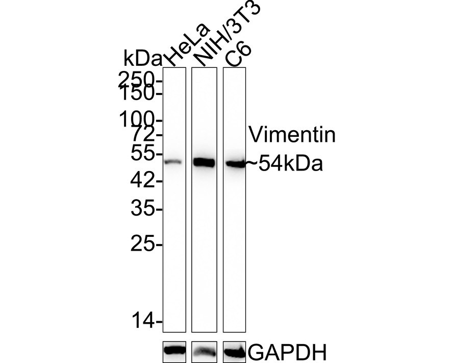 Vimentin Antibody (PDH0-01) Western Blot: Vimentin Antibody (PDH0-01) [NBP3-33093]