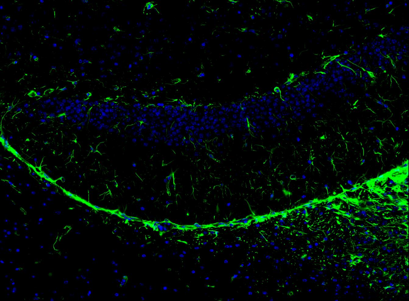 Vimentin Antibody (SC60-05)