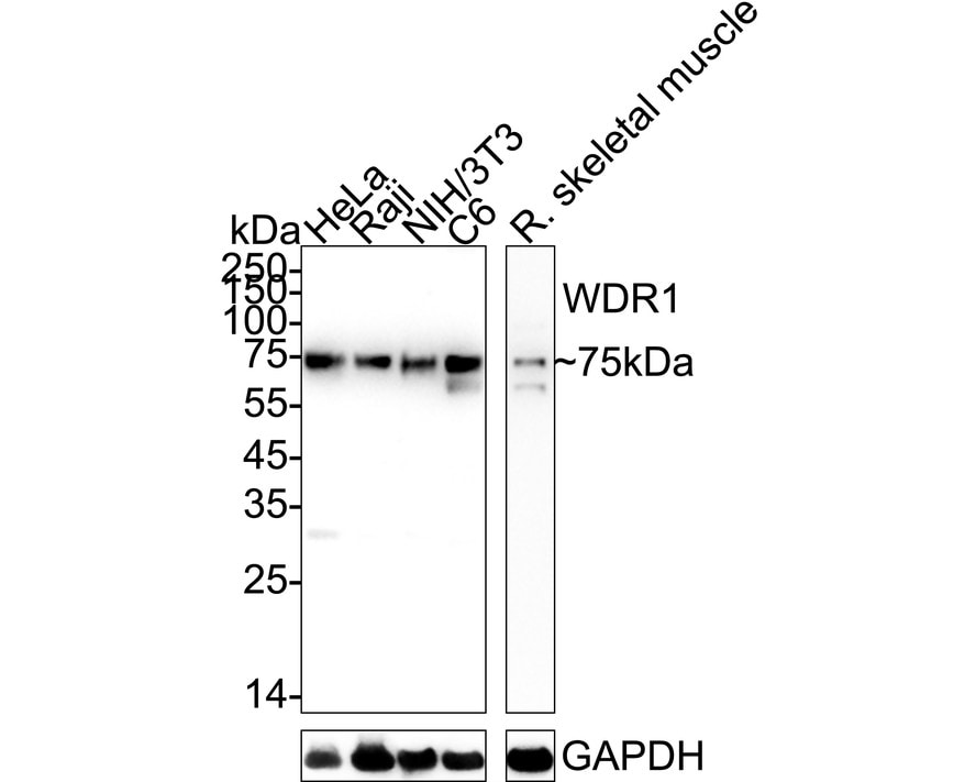 WDR1 Antibody (JE64-32) Western Blot: WDR1 Antibody (JE64-32) [NBP3-33099]