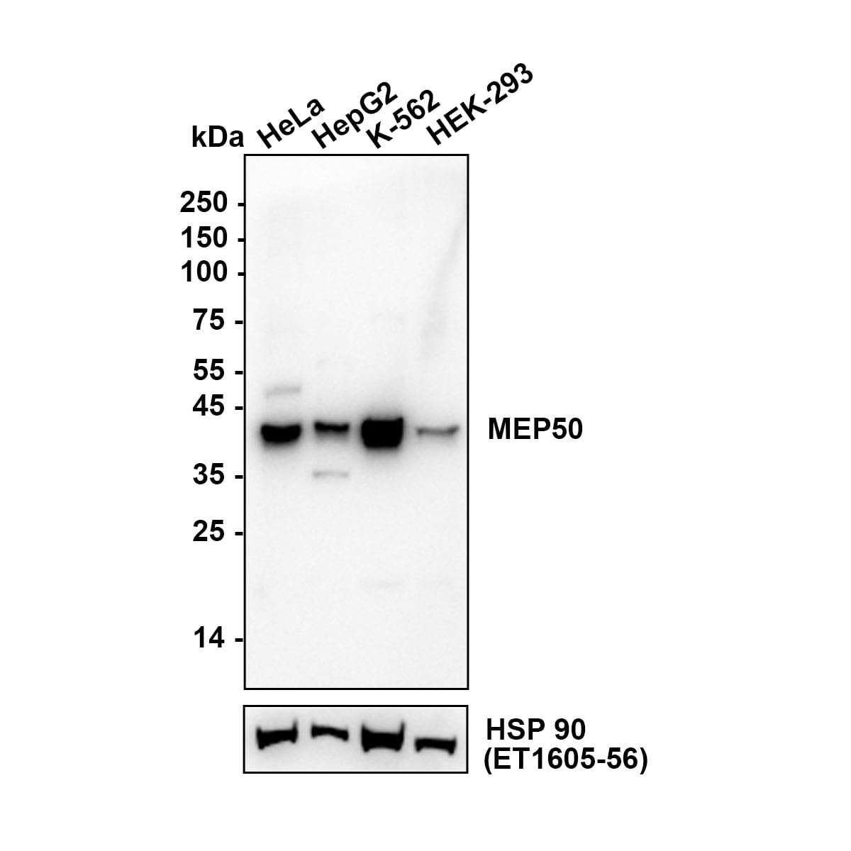 WDR77 Antibody (PSH0-07) Western Blot: WDR77 Antibody (PSH0-07) [NBP3-33101]