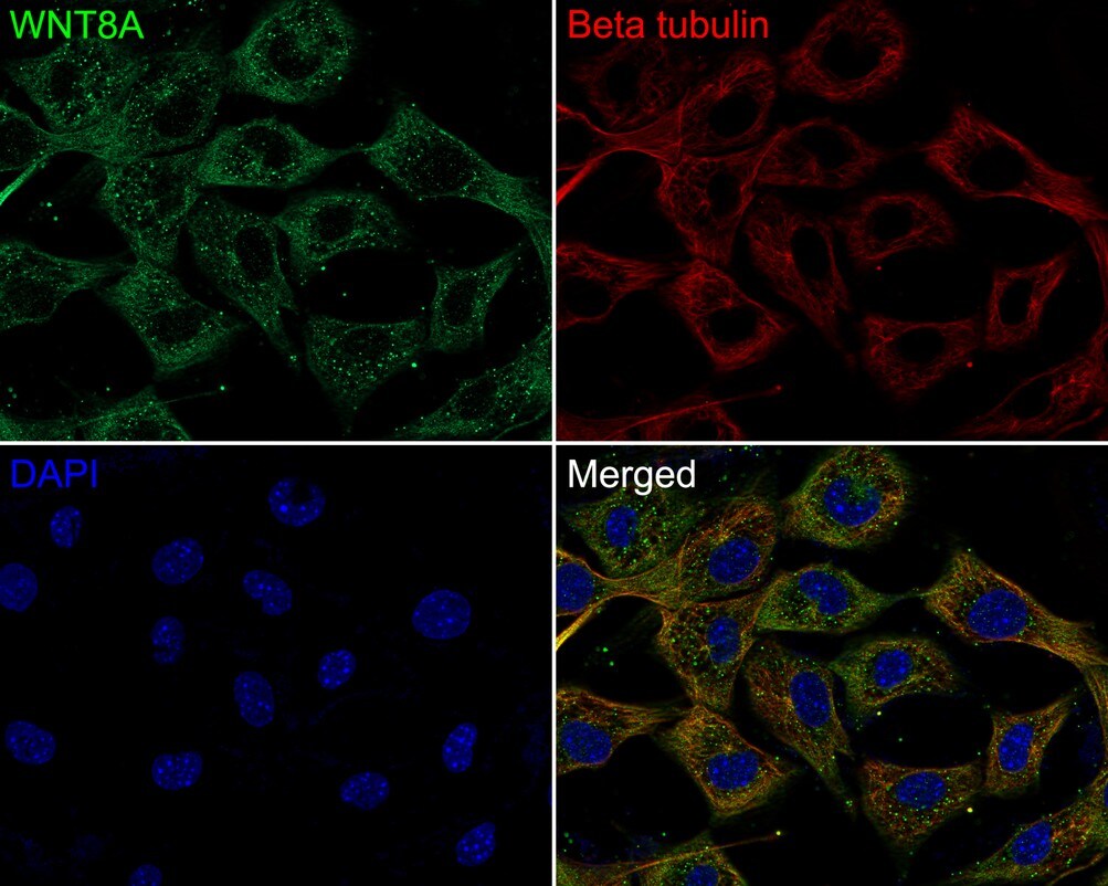 Wnt-8a Antibody (PSH0-39)