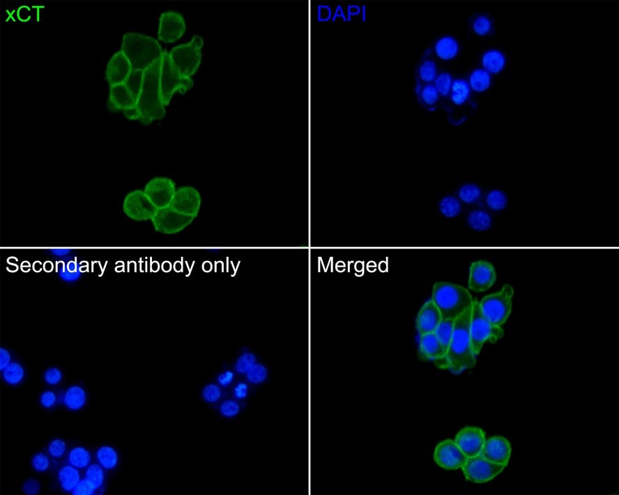xCT Antibody (A7C6-R)