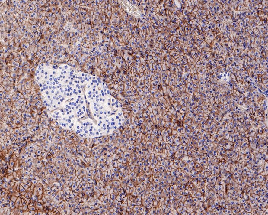 xCT Antibody (A7C6-R)