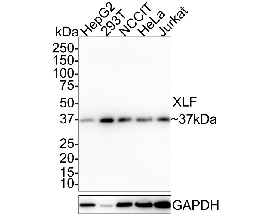 XLF Antibody (PSH01-07) Western Blot: XLF Antibody (PSH01-07) [NBP3-33106]