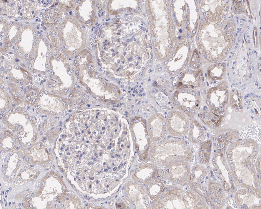Yes Antibody (JE37-26)