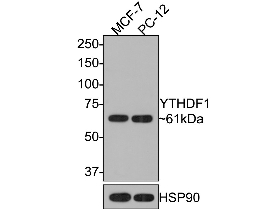 YTHD1 Antibody Western Blot: YTHD1 Antibody [NBP3-33108]