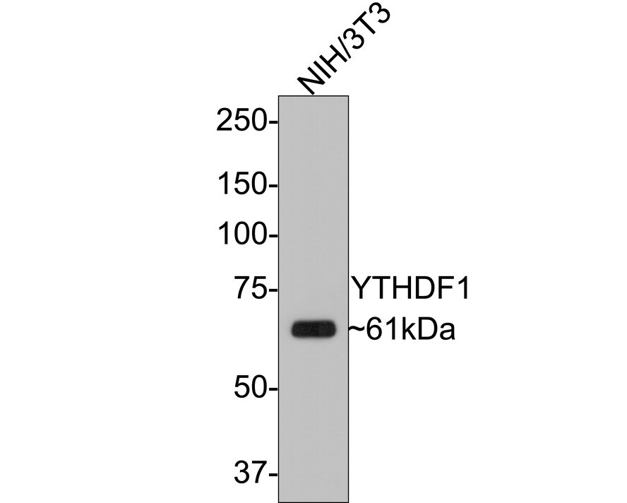 YTHD1 Antibody Western Blot: YTHD1 Antibody [NBP3-33108]