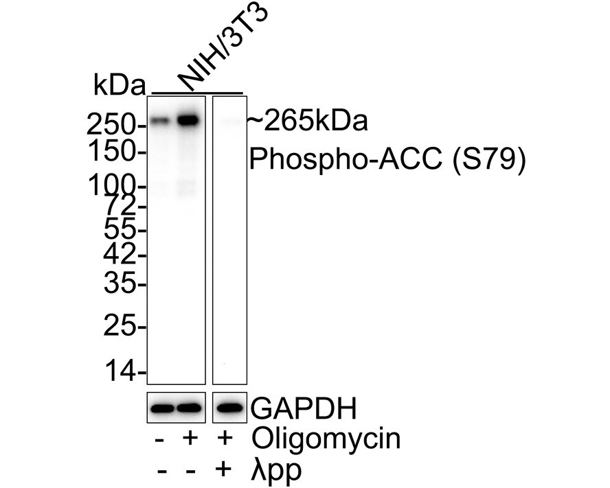 Acetyl-CoA Carboxylase alpha/ACACA [p Ser79] Antibody (JE63-95) Western Blot: Acetyl-CoA Carboxylase alpha/ACACA [p Ser79] Antibody (JE63-95) [NBP3-33135]