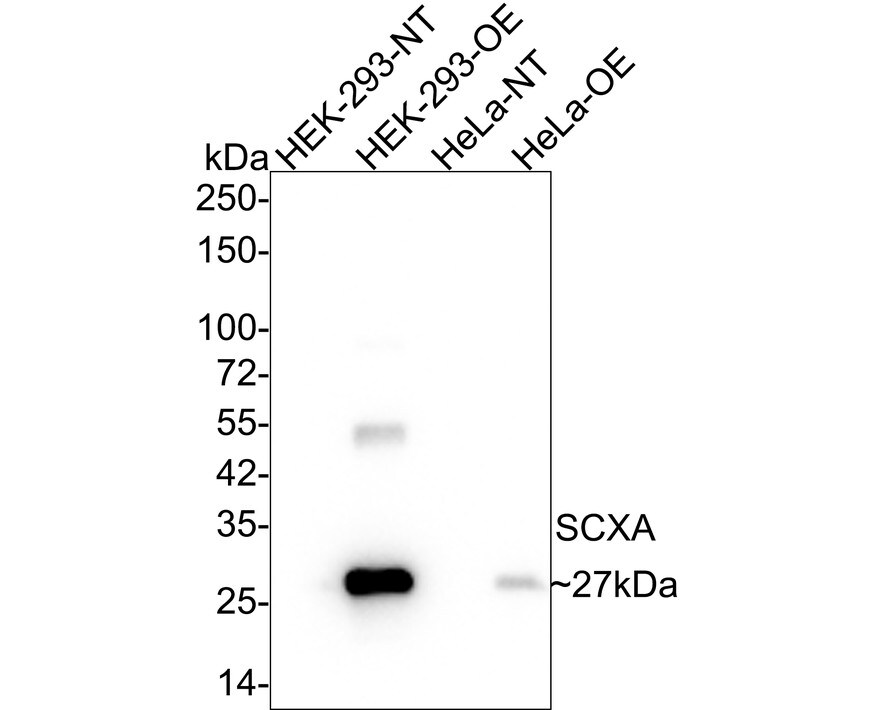 SCX Antibody (PSH02-25) Western Blot: SCX Antibody (PSH02-25) [NBP3-33137]