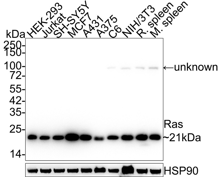 Ras Antibody (JE44-13) Western Blot: Ras Antibody (JE44-13) [NBP3-33138]