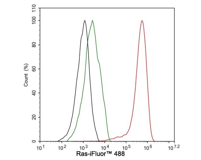 Ras Antibody (JE44-13)