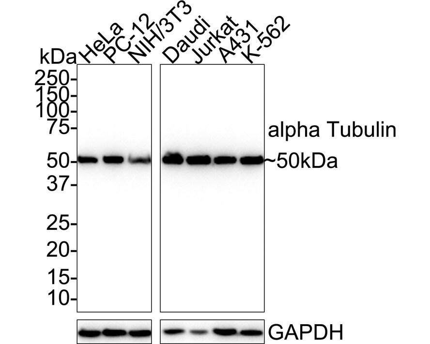 alpha Tubulin Antibody (PSH02-94) Western Blot: alpha Tubulin Antibody (PSH02-94) [NBP3-33139]