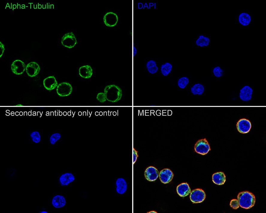 alpha Tubulin Antibody (PSH02-94)
