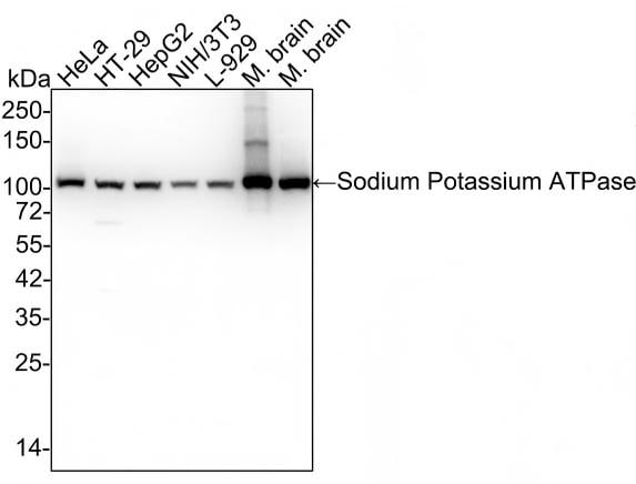 Sodium Potassium ATPase Alpha 1 Antibody (ST0533) Western Blot: Sodium Potassium ATPase Alpha 1 Antibody (ST0533) [NBP3-33143]