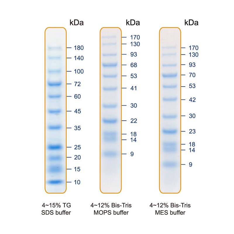 Blu11 Prestained Protein Ladder Products