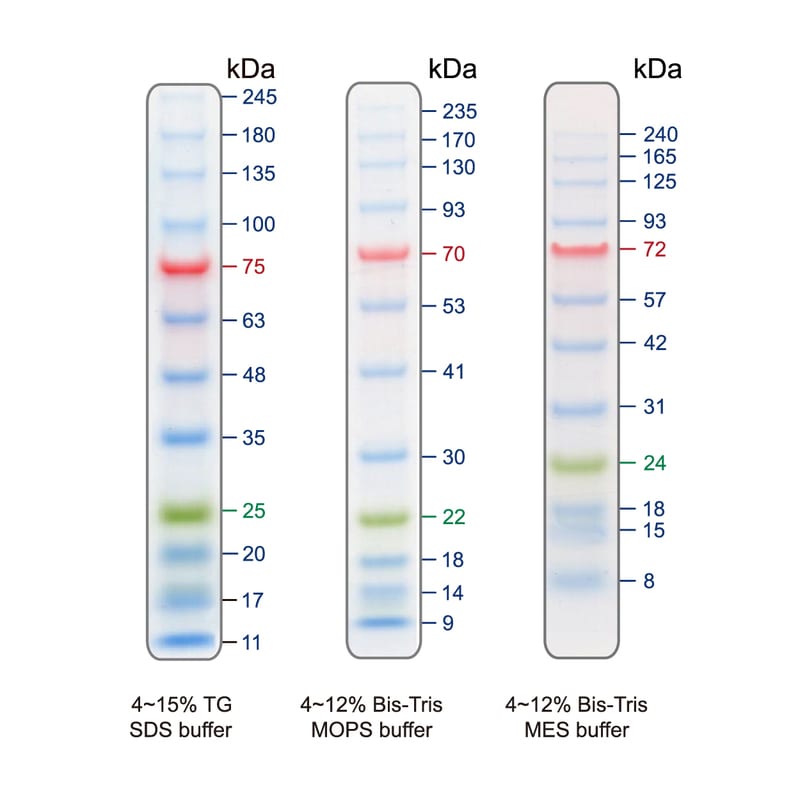 Blu12 Prestained Protein Ladder
