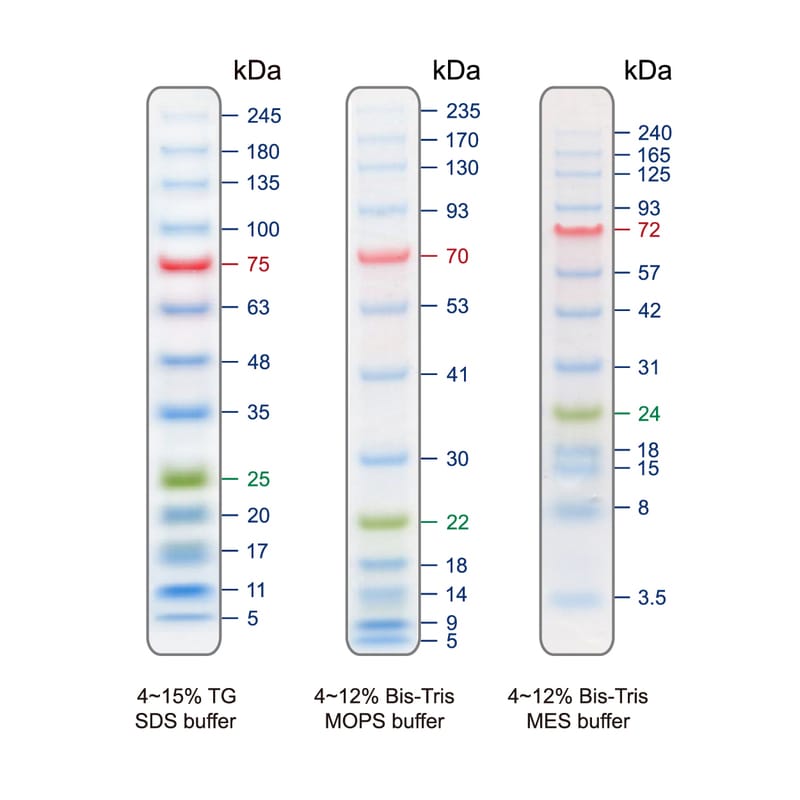 Blu13 Prestained Protein Ladder