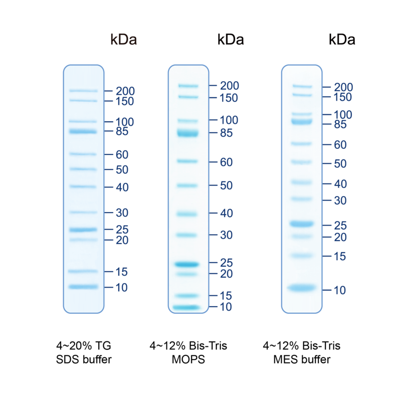 UNveil Unstained Protein Ladder