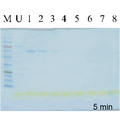 5X COOMASSIEnano Concentrate Protein Staining Solution