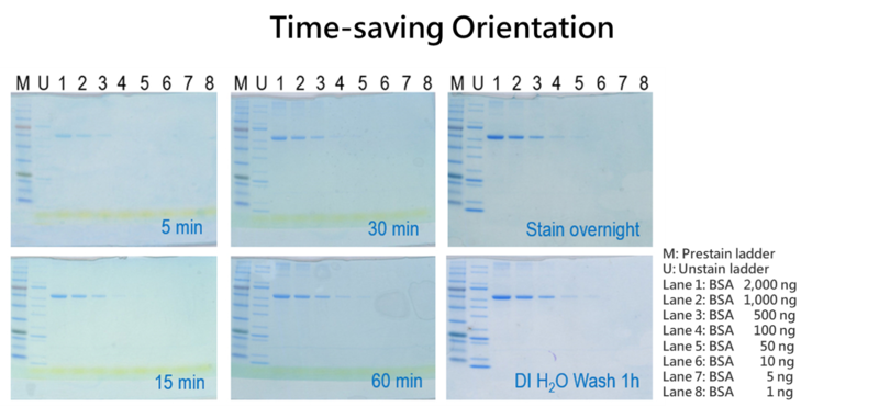 5X COOMASSIEnano Concentrate Protein Staining Solution