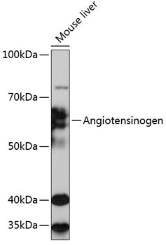 Serpin A8/Angiotensinogen Antibody (9Q5D4)