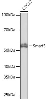 Smad5 Antibody (1X5G9)