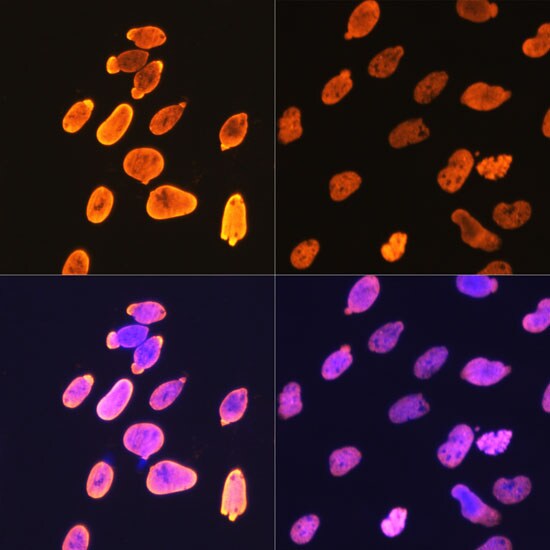 Histone H4 [ac Lys5] Antibody (10G1L0)