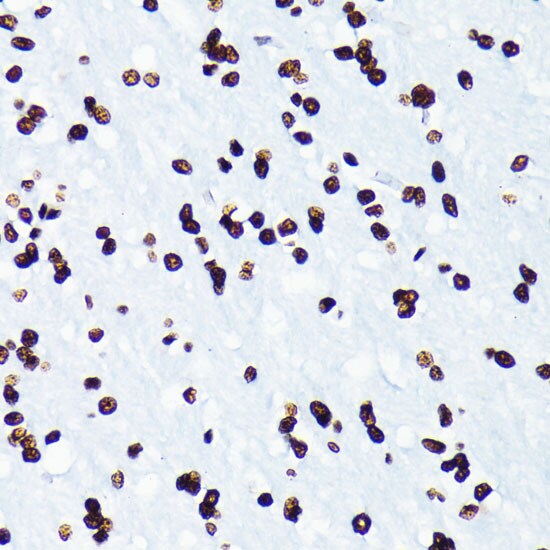 Histone H4 [ac Lys5] Antibody (10G1L0)