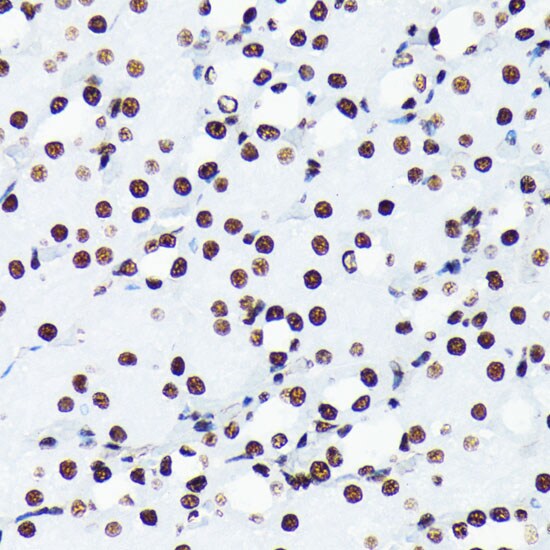Histone H4 [ac Lys5] Antibody (10G1L0)
