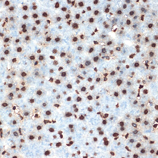 Histone H4 Antibody (4R4N3)