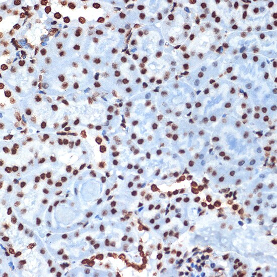 Histone H4 Antibody (4R4N3)