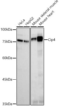 Cip4 Antibody (6C3I3)