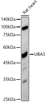 UBA3 Antibody (2D2J6)