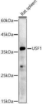 USF1 Antibody (6A0C9)