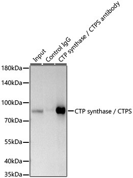 CTP synthase Antibody (9T4J2)