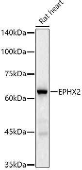 EPHX2 Antibody (8E2X2)