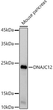 DNAJC12 Antibody (1A3U8)