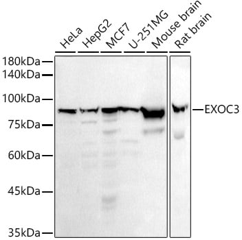 SEC6 Antibody (1Z3J5)