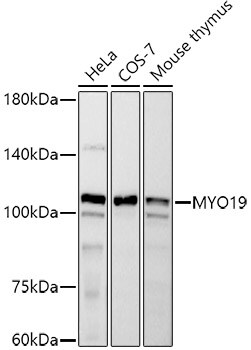 MYO19 Antibody (8S3V5)