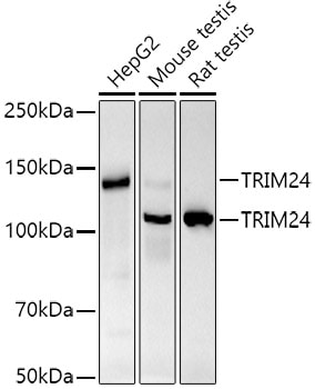 TIF1 alpha Antibody (9I0X1)