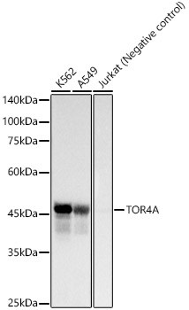 Torsin-4A Antibody (1V7P0)