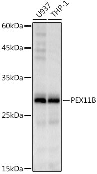 PEX11B Antibody (1U1K6)