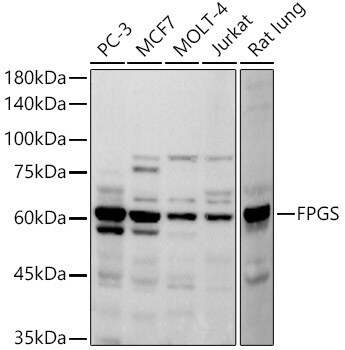 FPGS Antibody (7E2H1)