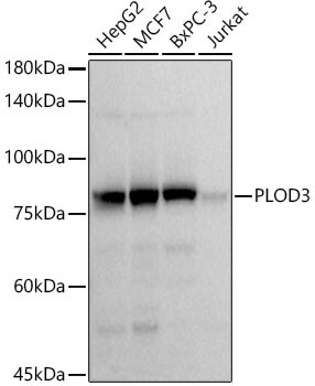 PLOD3 Antibody (5R6Q9)