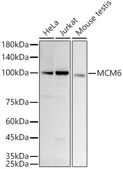 MCM6 Antibody (8Z6Q3)
