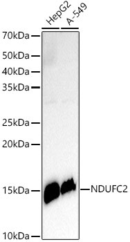 NDUFC2 Antibody (4G4S0)